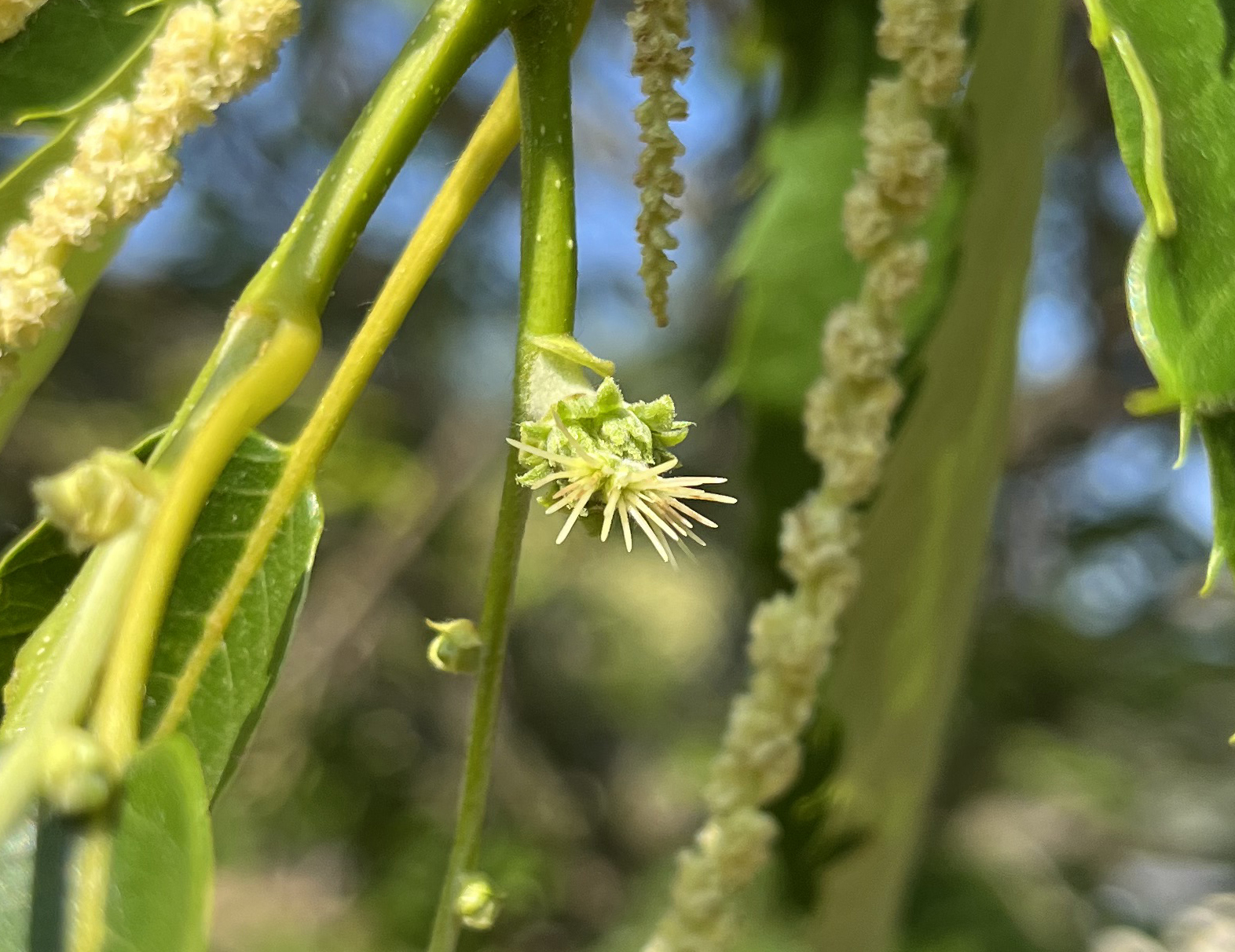 Closeup of a chestnut flower starting to bloom.